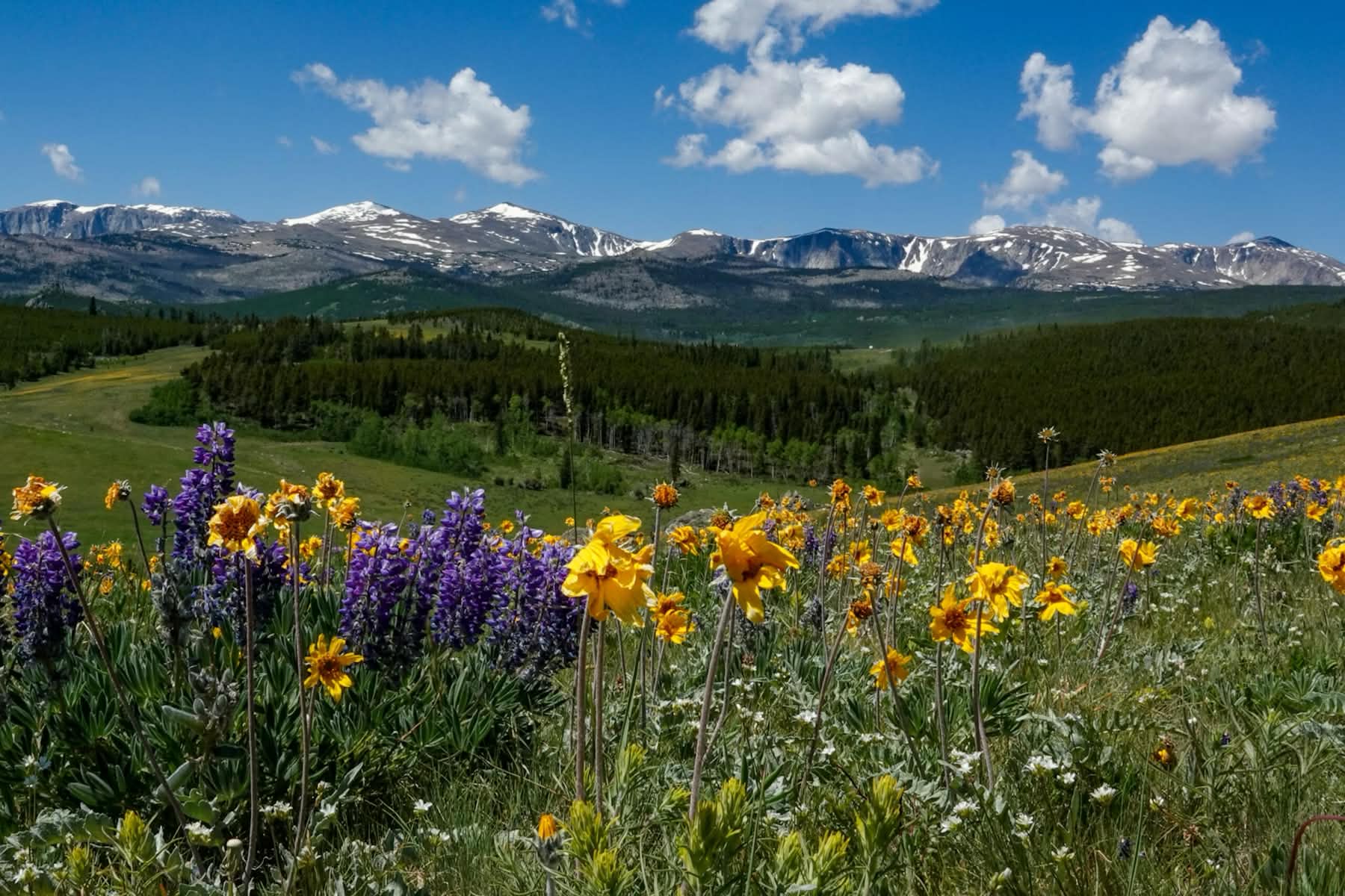 An alpine meadow in bloom.